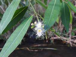 Image of Syzygium komatiense