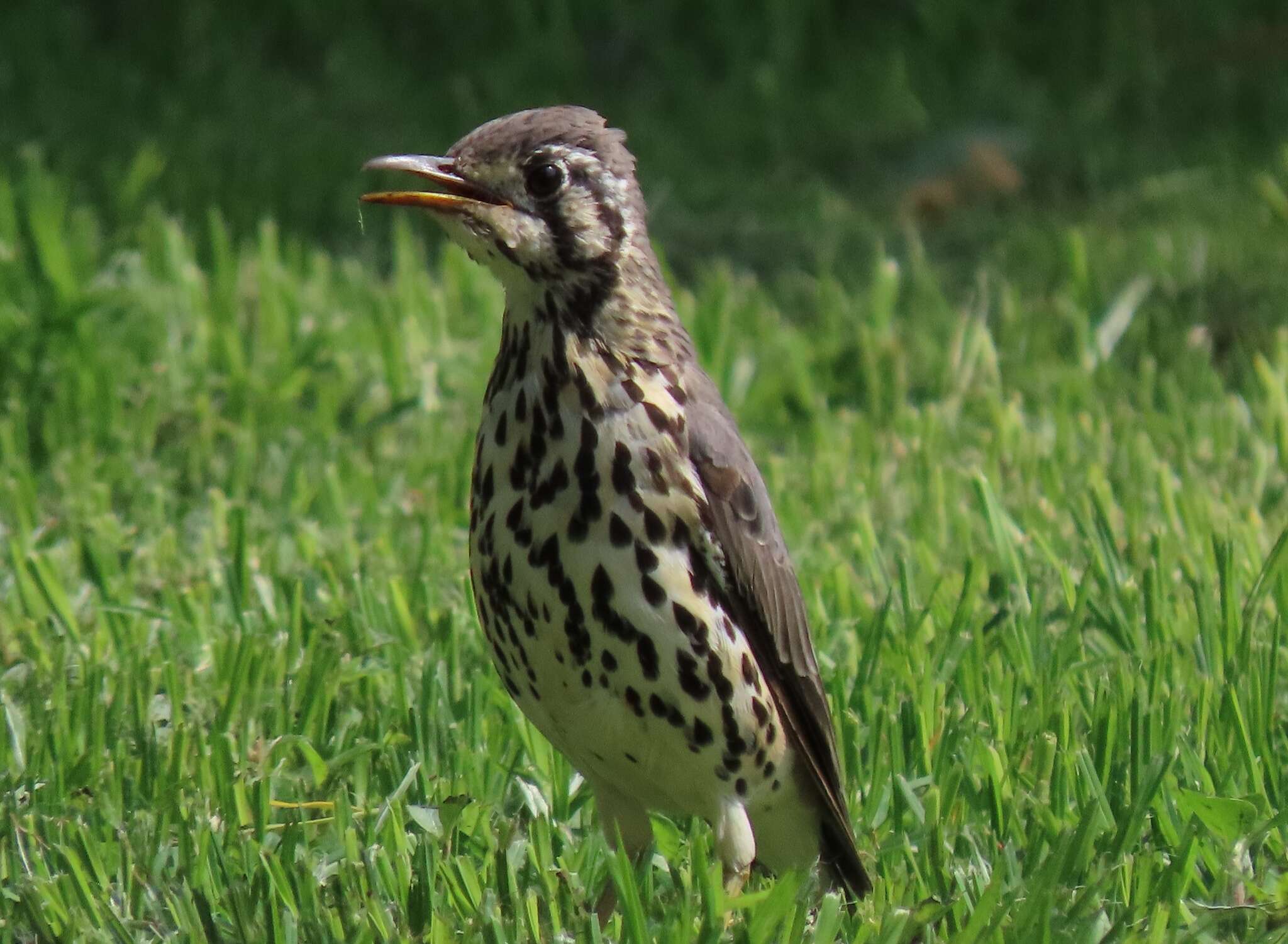 Plancia ëd Turdus litsitsirupa (Smith & A 1836)