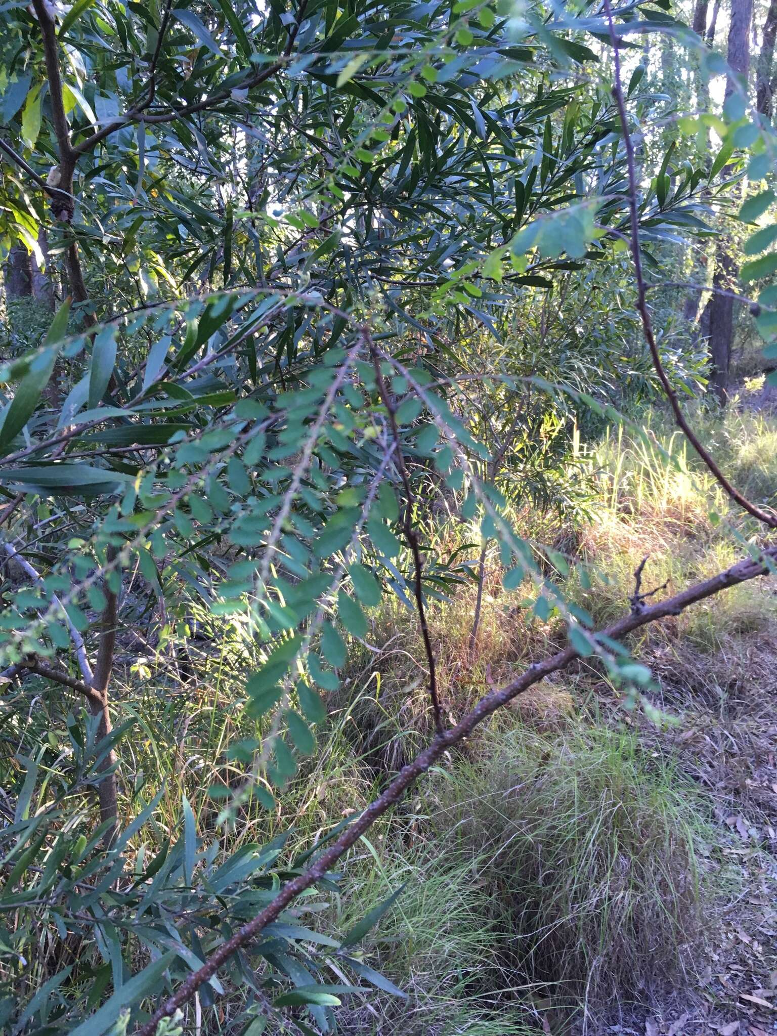 Image of Phyllanthus gunnii Hook. fil.