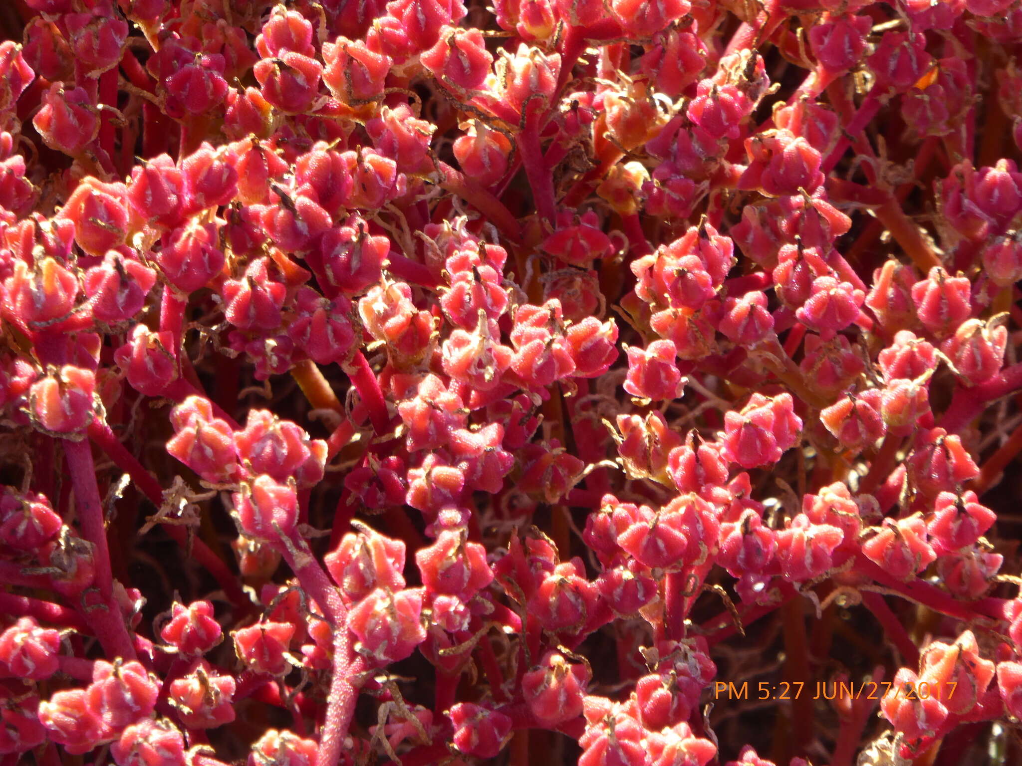 Image of slenderleaf iceplant