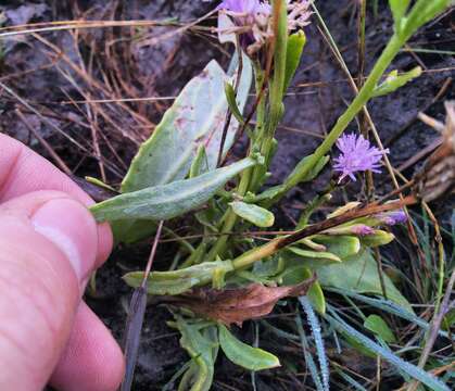 Image of Saussurea salsa (Pall.) Spreng.