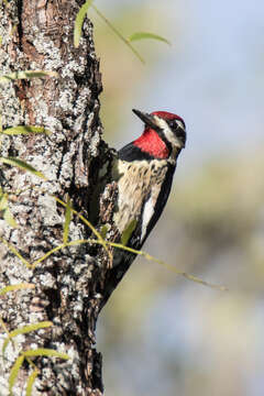 Image of Sapsucker