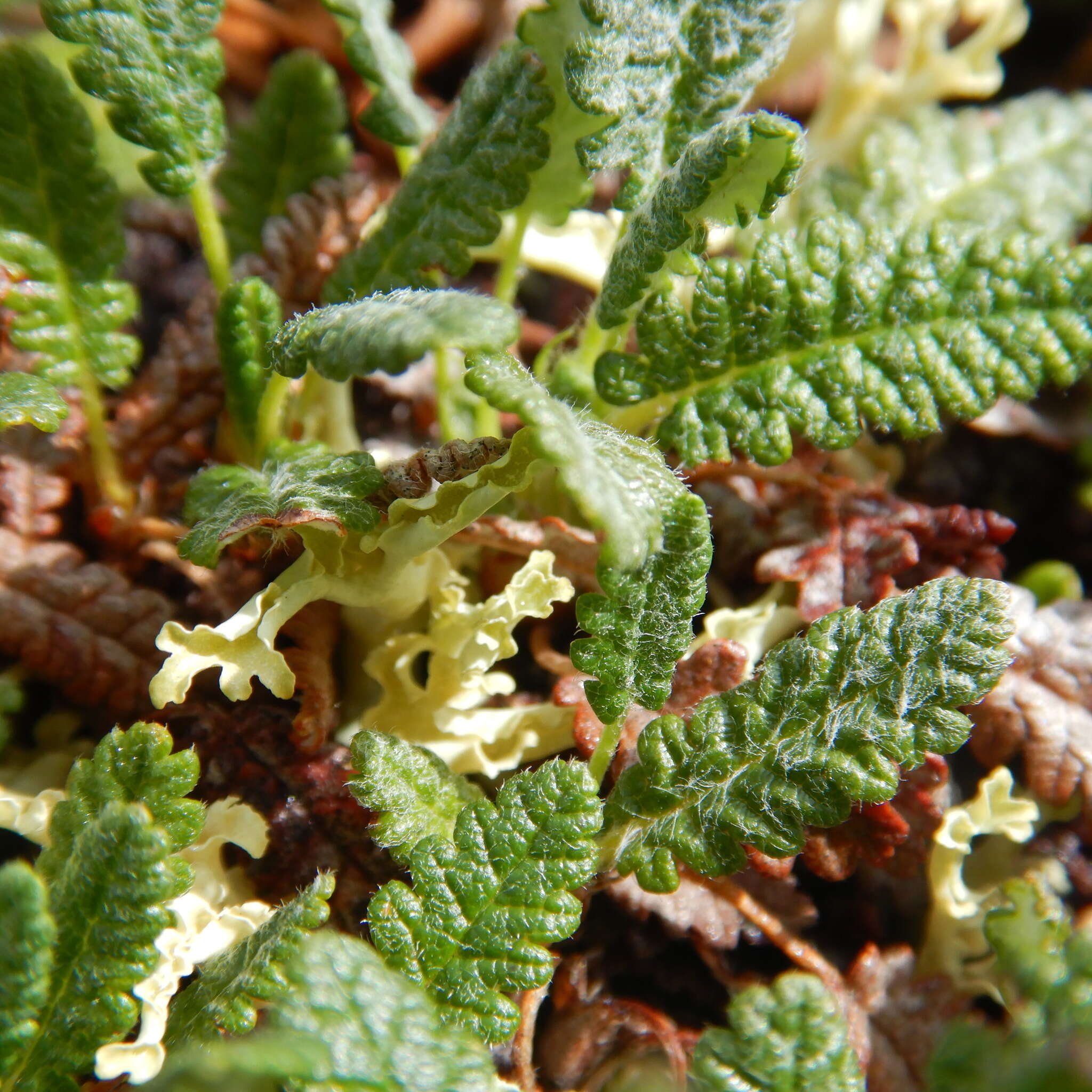 Image of Eight-Petal Mountain-Avens