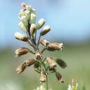 Bellevalia ciliata (Cirillo) T. Nees resmi