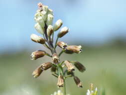 Image of Bellevalia ciliata (Cirillo) T. Nees