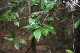 Prunus caroliniana (Mill.) Ait. resmi