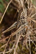 Image of Platycleis affinis Fieber 1853