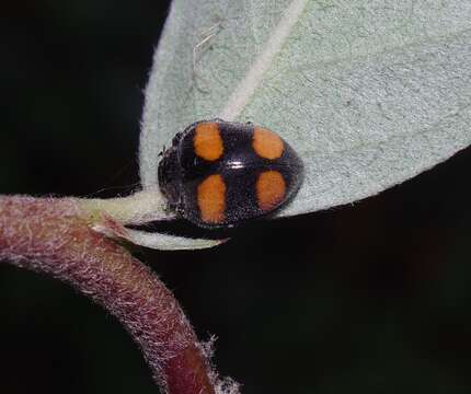 Image of Toxotoma flavofasciata (La Porte 1840)