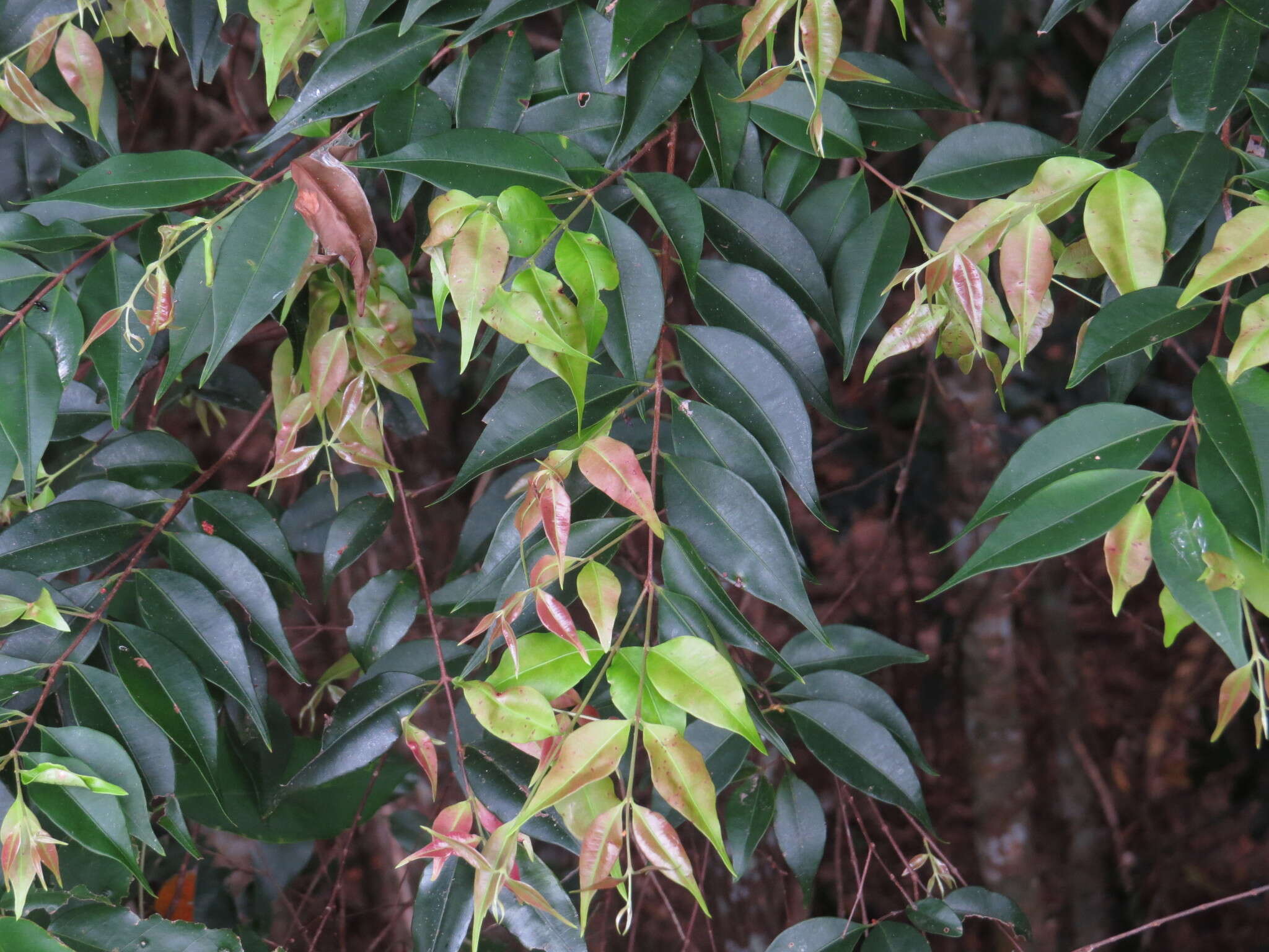 Sivun Decaspermum humile (G. Don) A. J. Scott kuva