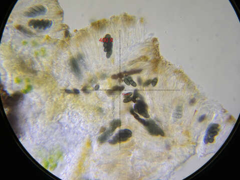 Image of ciliate wreath lichen