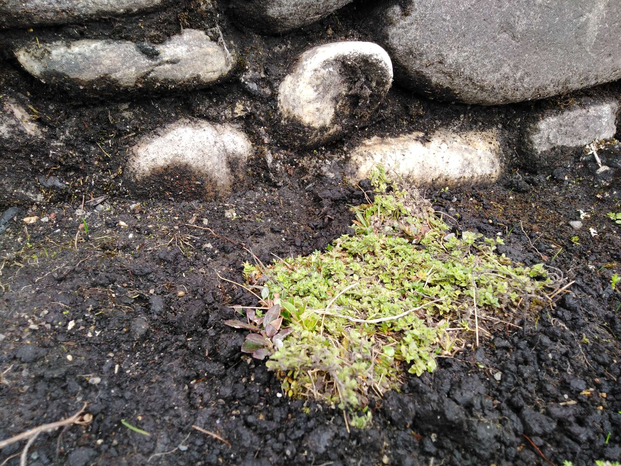 Image of Clinopodium nubigenum (Kunth) Kuntze