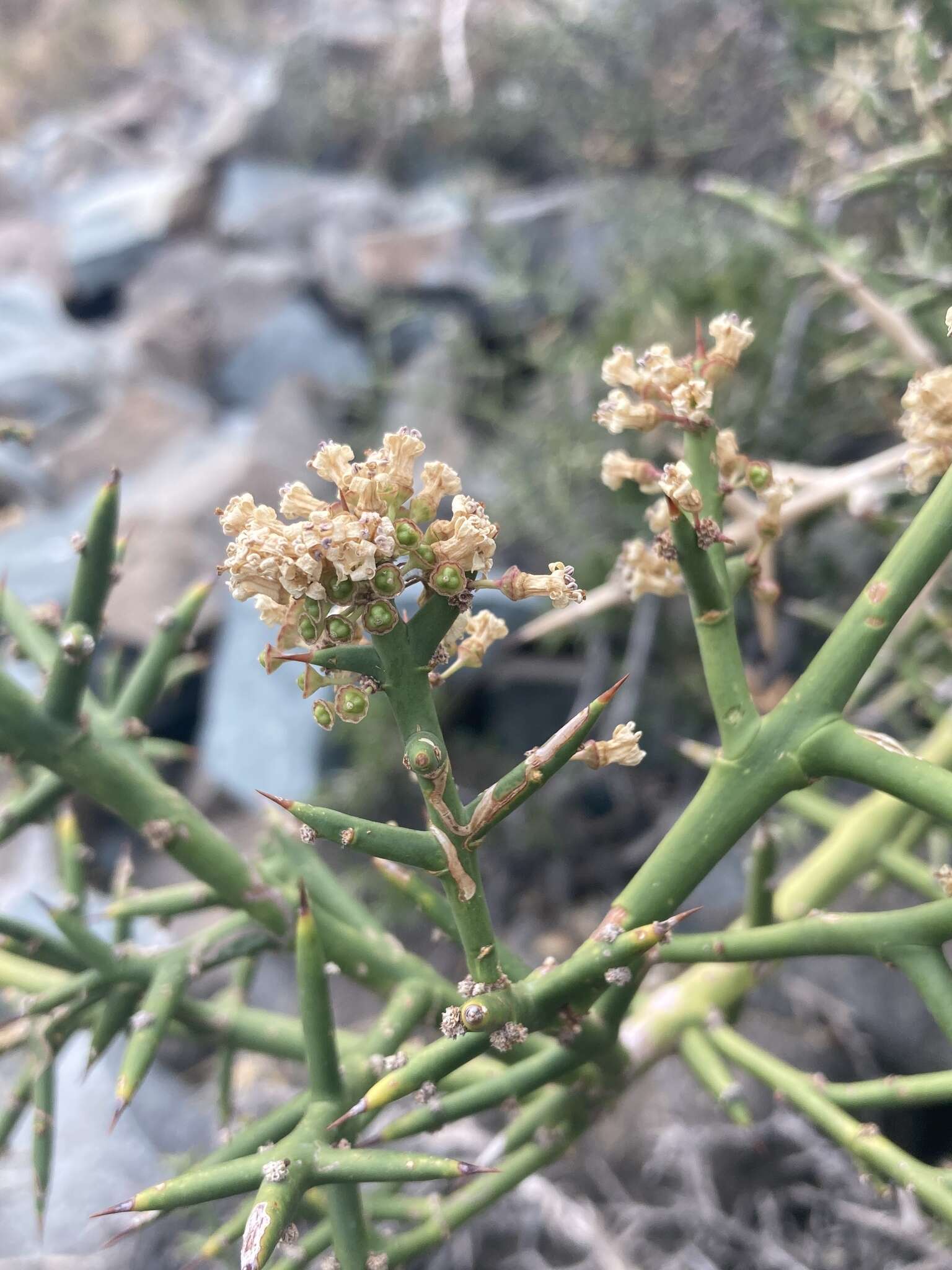 صورة Colletia hystrix Clos