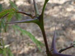 صورة Pseudomyrmex spinicola (Emery 1890)