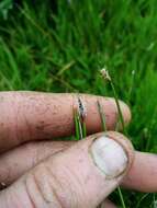 Image of Eleocharis acuta R. Br.