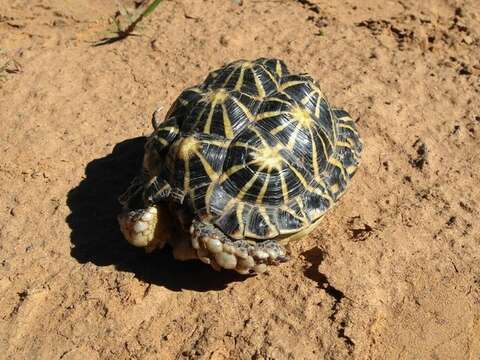 Image of Southern Tent Tortoise