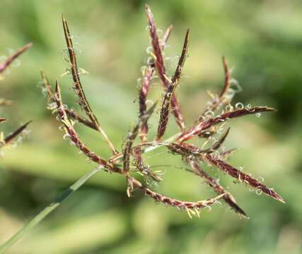 Image of nutgrass