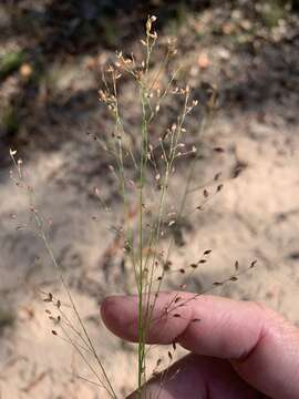 Image of Hairy Panic Grass