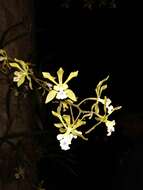 Image of Encyclia alata subsp. virella Dressler & G. E. Pollard