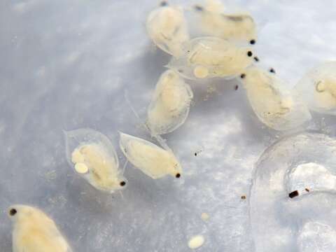 Image of Daphnia (Daphnia) obtusa Kurz 1874