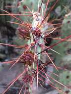 Image of pricklypear