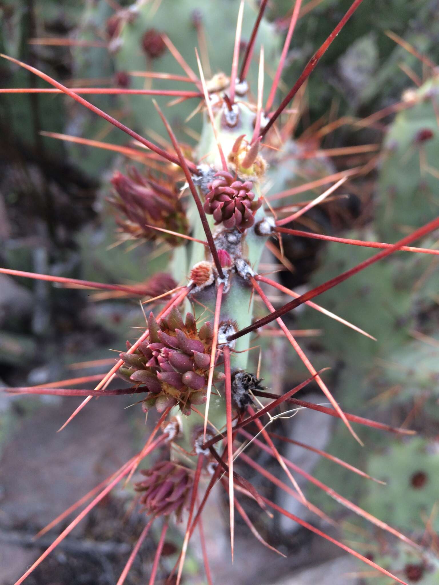 Image of pricklypear