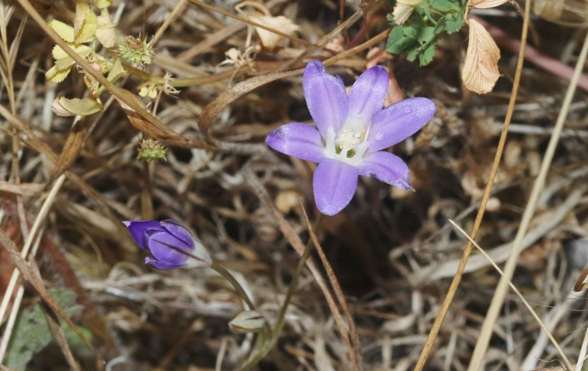 Sivun Brodiaea jolonensis Eastw. kuva