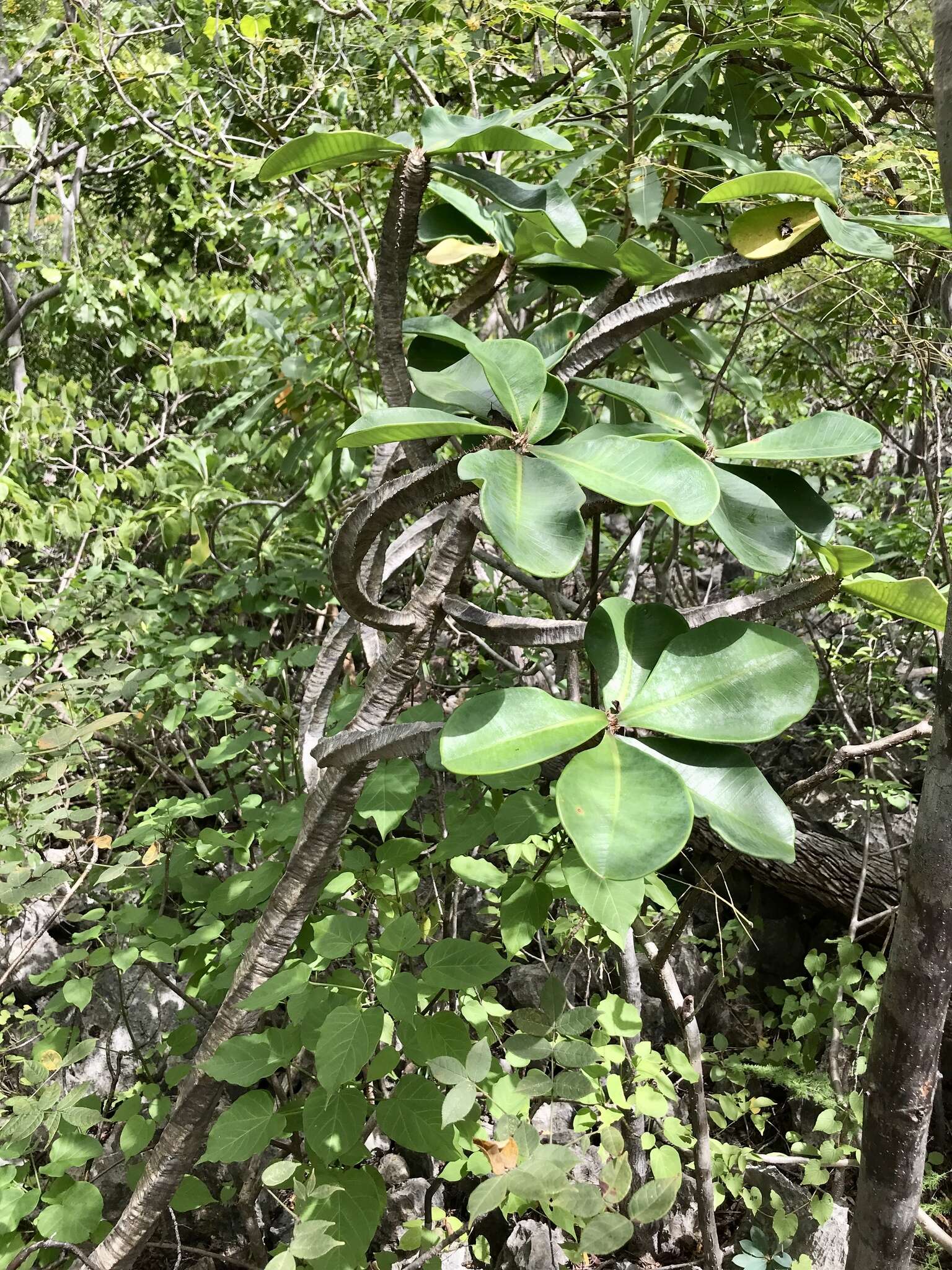 Image of Euphorbia neohumbertii Boiteau