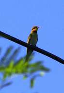 Image of Rainbow Bee-eater