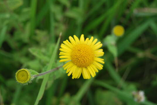 Image of Pulicaria dysenterica subsp. dysenterica