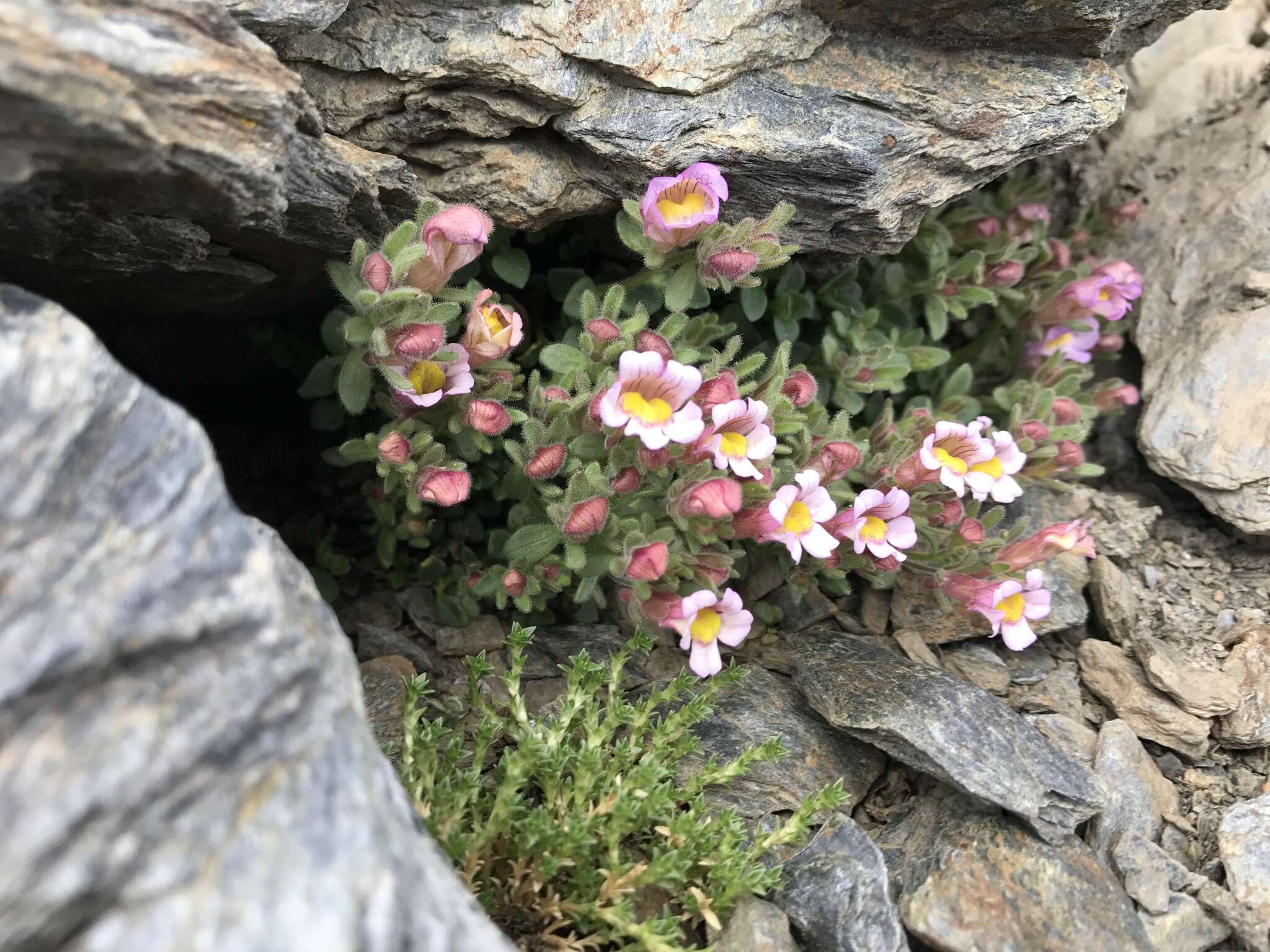 Sivun Chaenorhinum villosum (L.) Lange kuva