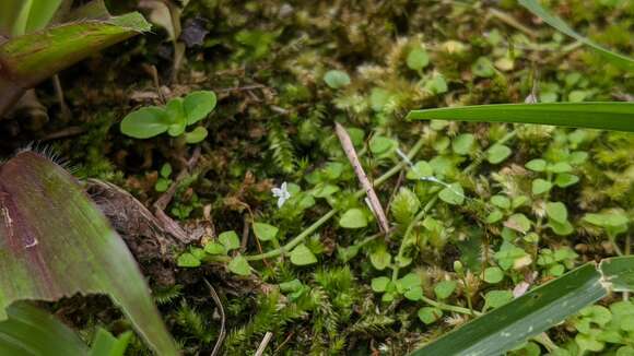 Image of creeping-bluet