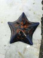 Image of Blue bat star