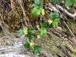 Image of Mountain Currant