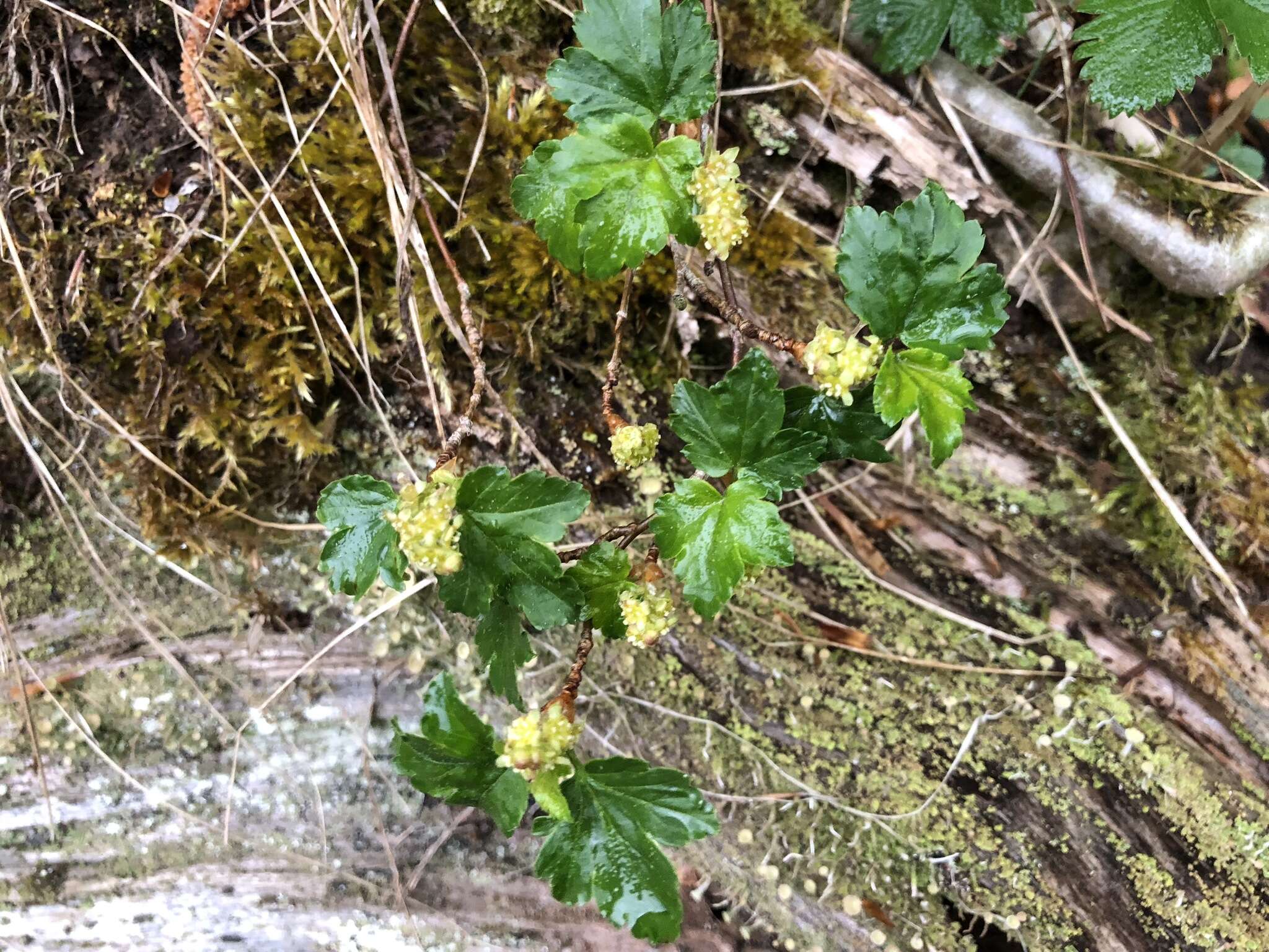 Image of Mountain Currant