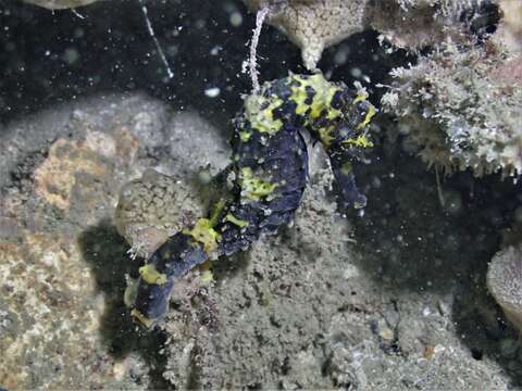 Image of Tiger Tail Seahorse