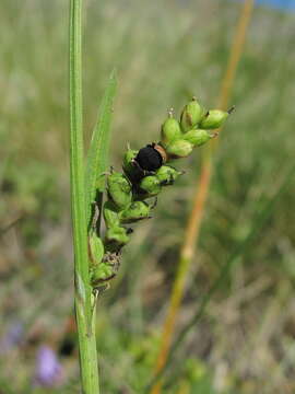 Plancia ëd Anthracoidea paniceae Kukkonen 1963