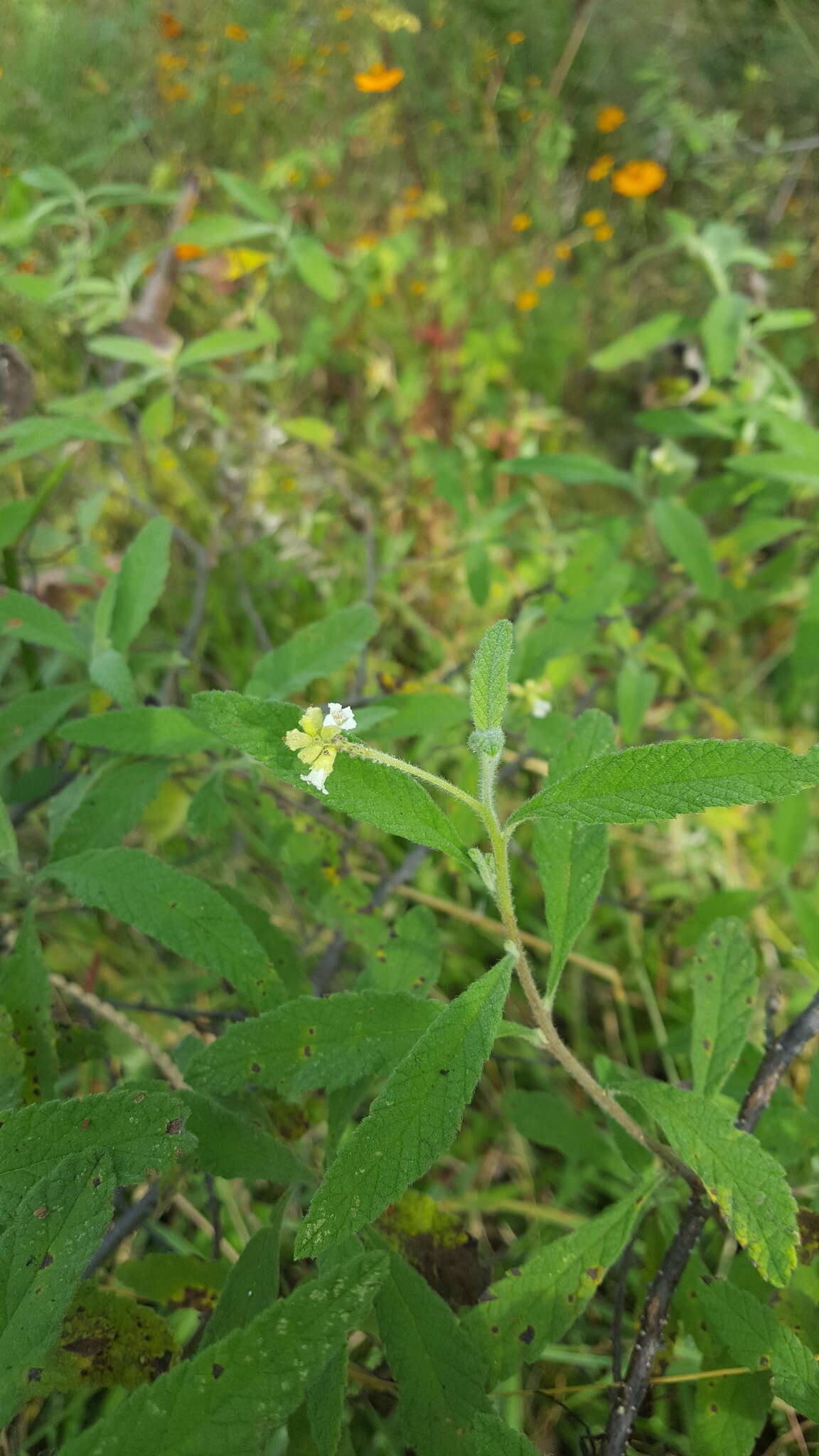 Imagem de Varronia curassavica Jacq.