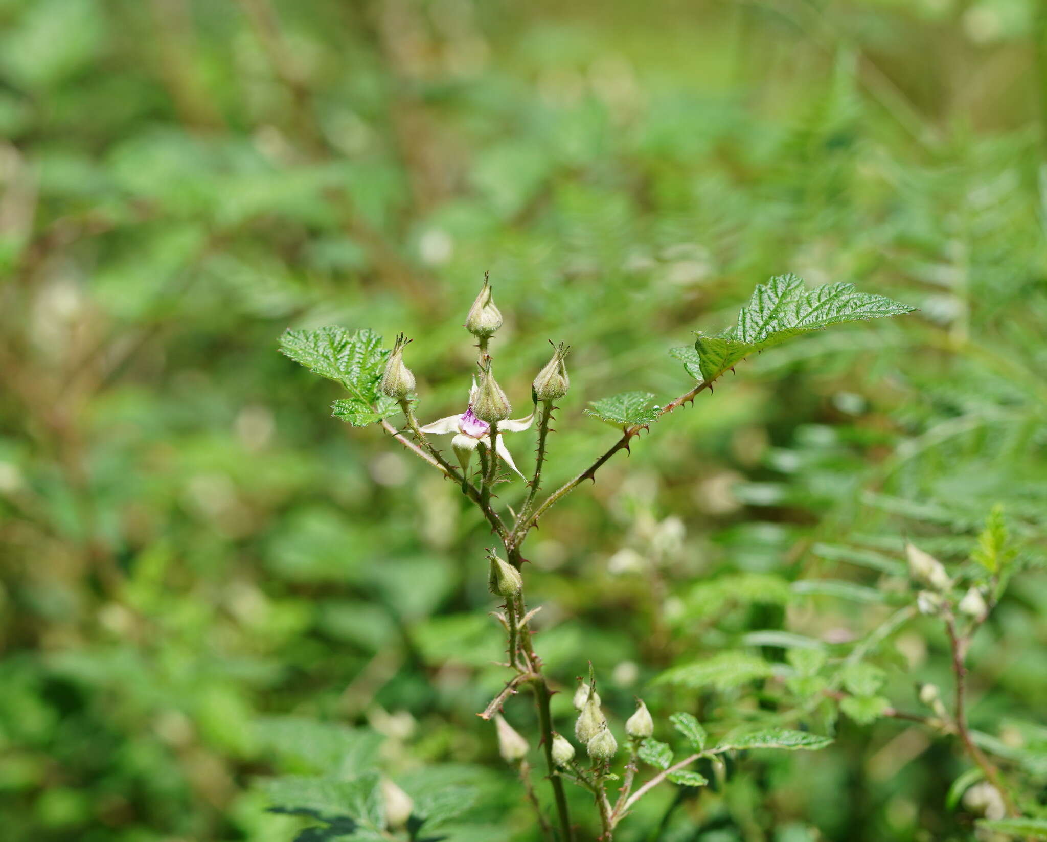 صورة Rubus parvifolius L.