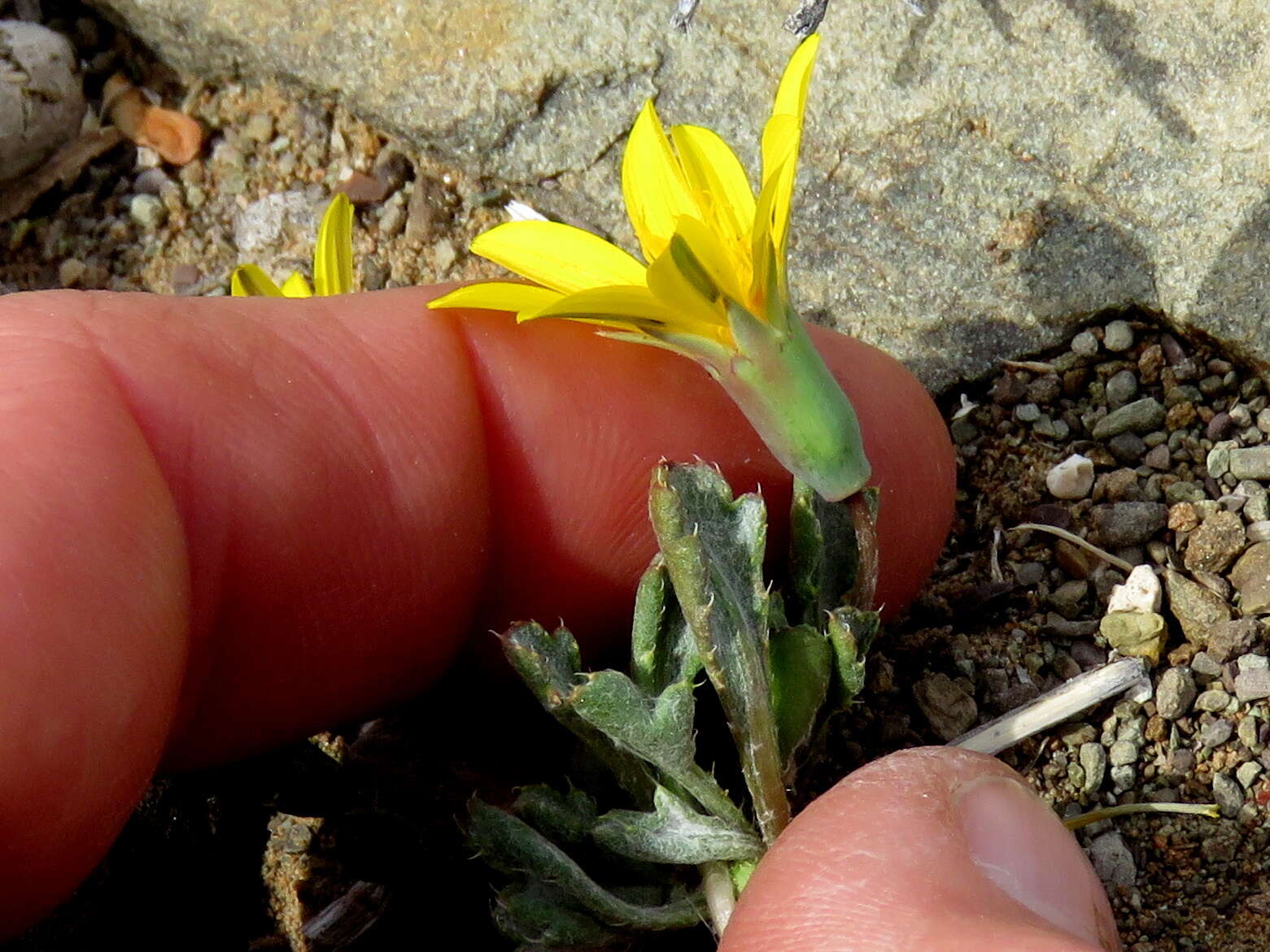 Image of Gazania lichtensteinii Less.