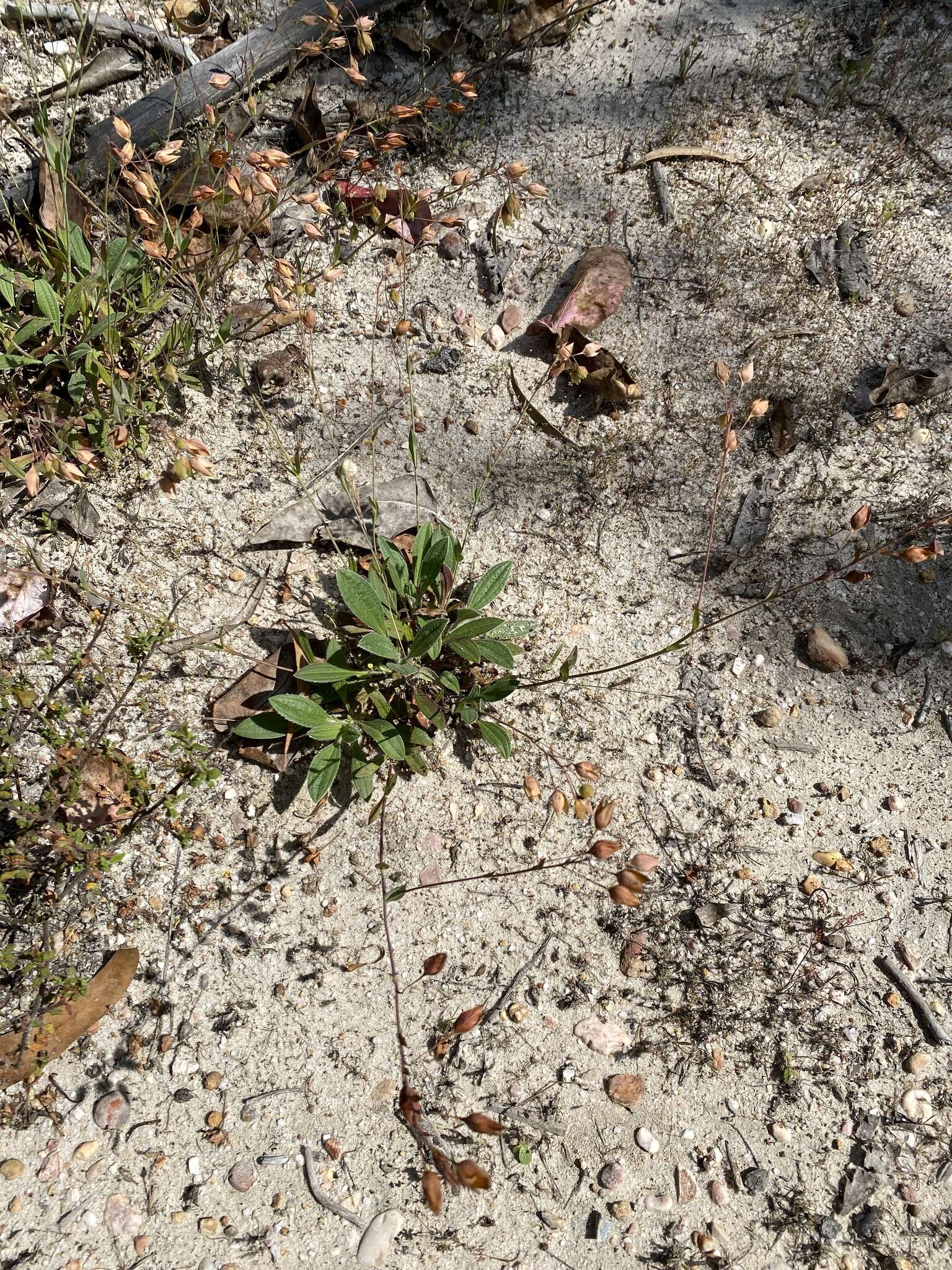 Image of Tuberaria lignosa (Sweet) Samp.