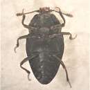 صورة Priasilpha obscura Broun 1893