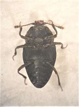 Image of Priasilpha