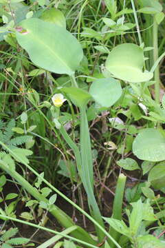 Image of velvetleaf