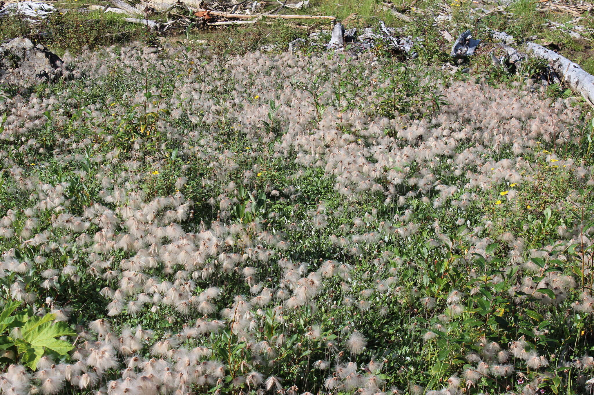 Image of Drummond's mountain-avens