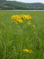 Image of Tephroseris subdentata (Bunge) Holub