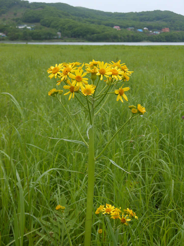 Image of Tephroseris subdentata (Bunge) Holub