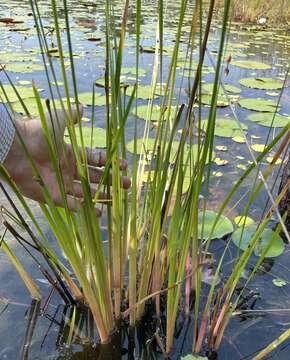 Image of St. Marks yelloweyed grass