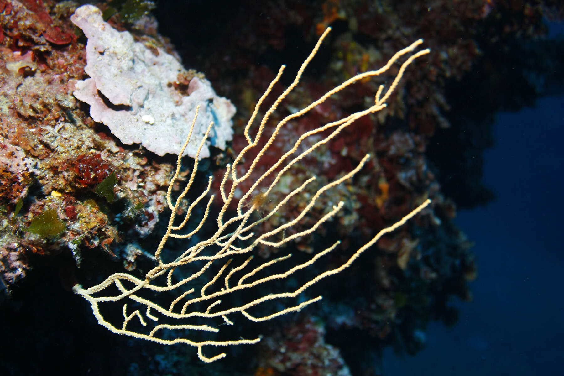 Image of yellow gorgonian