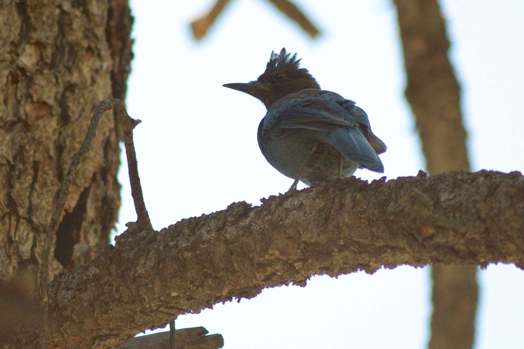 Image of Steller's Jay