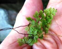 Hymenophyllum tunbrigense (L.) Sm. resmi